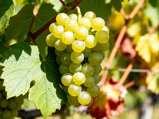 Fresh Green Grapes Hanging on Vine in Sunlight
