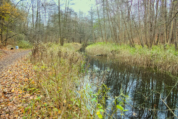 Cybina River Valley, a protected area with lush vegetation and hills, with an autumn view covered with fallen leaves