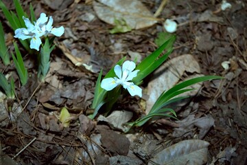 Iris cristata ‘Alba’ - Crested Iris Blooming in the Garden
