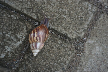 A land snail crawling on a rough-textured paving block surface during the day has a brown shell with cream stripes in the shape of an elongated cone
