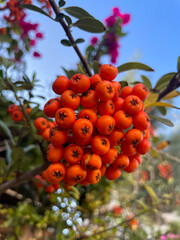 Close-up of vibrant orange berries on a branch against a soft blurred background with green leaves and pink flowers. Natural macro photography capturing autumn mood, growth, and fresh seasonal nature.