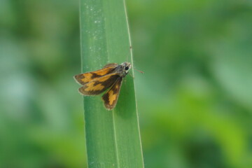 A black striped yellow butterfly with vertical wings perched on a leaf with a background of green shades of blurred leaves in a garden during the day