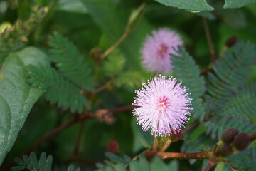 Mimosa pudica flowers with a round shape like a light purple pom-pom. Focus the photo on one flower that is in full bloom, with a slightly blurred background of leaves so that the flower stands out

