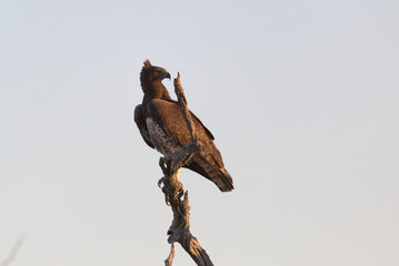 Martial Eagle (Polemaetus bellicosus) perched on a branch. Taken in Kruger National Park, South Africa.