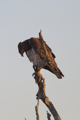Martial Eagle (Polemaetus bellicosus) perched on a branch. Taken in Kruger National Park, South Africa.