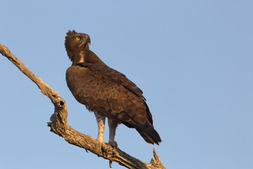 Martial Eagle (Polemaetus bellicosus) perched on a branch. Taken in Kruger National Park, South Africa.