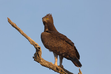 Martial Eagle (Polemaetus bellicosus) perched on a branch. Taken in Kruger National Park, South Africa.