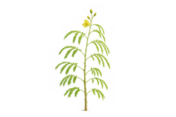 Young moringa tree with developing yellow flowers on a transparent background, depicting growth and nature