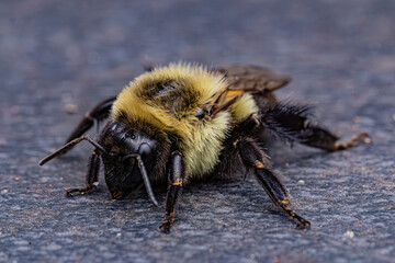 bee
