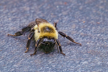 bee