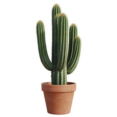 Tall green cactus in terracotta pot isolated against a white background ideal for botanical illustrations and southwestern decor