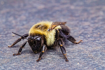 bee