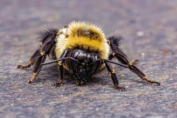 bee
