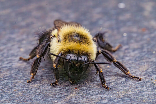 bee - Powered by Adobe