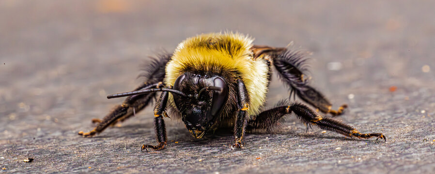 bee