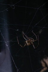 spider