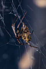 spider