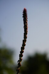 Single tall grass seed spike silhouetted against clear evening sky with soft bokeh