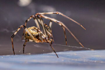 spider