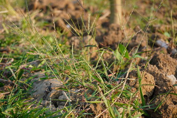 Dry grass and small weeds growing among soil clods in agricultural field
