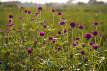 Field of pink globe amaranth flowers blooming in green meadow at sunrise