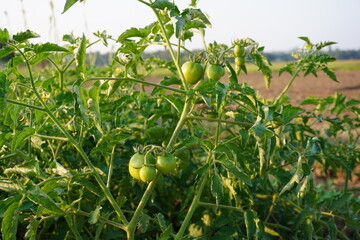 Green tomato plant with clusters of unripe tomatoes growing in open farmland