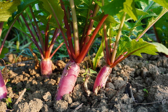 Fresh Radish Plants Growing in Organic Vegetable Farm Soil