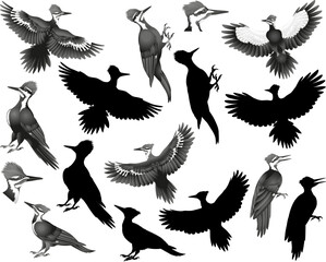 Pileated woodpecker silhouette and black-white