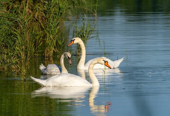 A pair of swans with a young swan on the water's surface, natural environment.