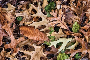 Closeup of a variety of brown leaves on the ground as seen on a cloudy, wet November day in a Southern Wisconsin forest.