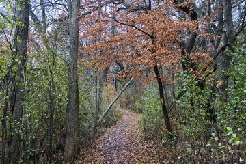 The forest displaying late-Autumn colors on a cloudy November day along the Storrs Lake segment of the Ice Age Trail near Milton, Wisconsin.