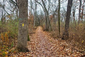 A yellow marker on a tree along the Storrs Lake Segment of the Ice Age Trail as viewed on a late-Autumn day near Milton, Wisconsin.