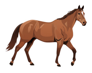 Fototapeta premium PNG Cleveland Bay Horse horse stallion animal.