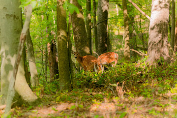 Fototapeta premium Deer. The white-tailed deer also known as the whitetail or Virginia deer . White taild deer is the wildlife symbol of Wisconsin and game animal of Oklahoma.