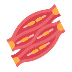 Illustration of muscle fibers showing muscle structure and contraction process in detail