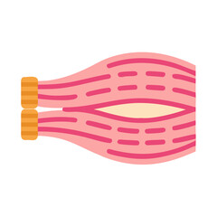 Simplified illustration of a pennate muscle with tendon on a solid black background