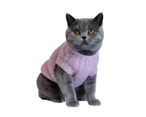 Charming British Shorthair cat in a cozy pink cable knit sweater, isolated on black background. Adorable feline portrait perfect for pet fashion, cute animal designs, winter themes, veterinary prom