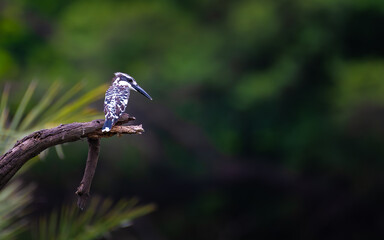 A Pied Kingfisher perches quietly on a curved branch in Keoladeo National Park, framed against a soft green backdrop, showcasing its striking black-and-white plumage in a serene natural setting.