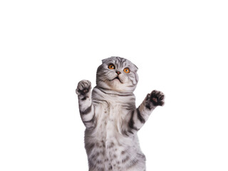 Adorable Scottish Fold cat with grey tabby fur, standing on hind legs with paws raised, looking up curiously. Perfect for playful pet designs, marketing, or cute animal content on a black backgroun