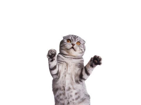 Adorable Scottish Fold cat with grey tabby fur, standing on hind legs with paws raised, looking up curiously. Perfect for playful pet designs, marketing, or cute animal content on a black backgroun