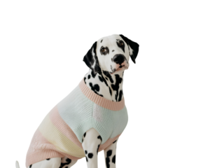 Adorable Dalmatian dog modeling a fashionable pastel striped knitted sweater, showcasing cute pet apparel against a clean black background. Perfect for pet fashion, animal care, and companion anima