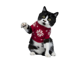 Adorable black and white cat in a cozy red Christmas sweater with snowflakes. Festive pet ready for holidays, perfect for greeting cards, seasonal designs, and cute animal themes.