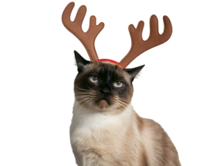 Festive Siamese cat wearing adorable reindeer antlers on black background. Perfect for Christmas banners, holiday cards, and seasonal pet promotions. Cute and funny animal portrait for your holiday
