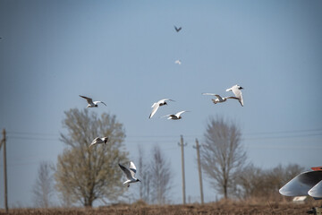 Three birds soaring gracefully in a clear blue sky above a barren field, showcasing the beauty of nature and the freedom of flight in a serene environment