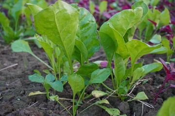 Obraz premium Young spinach plants growing in vegetable garden bed