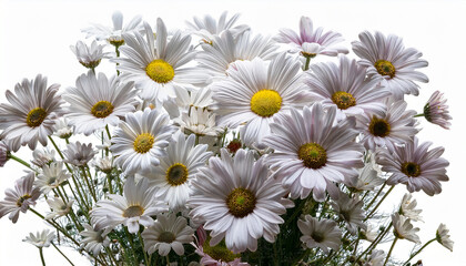 Patch Of Silver Marguerite Daisies Radiating Joyfully On An Isolated Transparent Canvas
