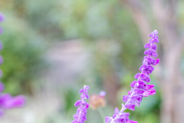 自然光に輝くアメジストセージのクローズアップ、柔らかい質感が映える紫色の花のマクロ背景