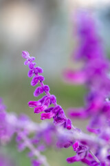 アメジストセージのマクロ撮影｜柔らかな紫のテクスチャ背景