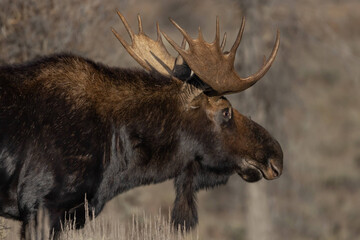 Close-up side view of Beautiful Moose
