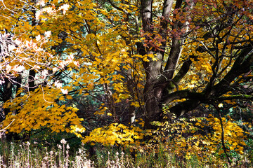 yellow autumn leaves © Karol